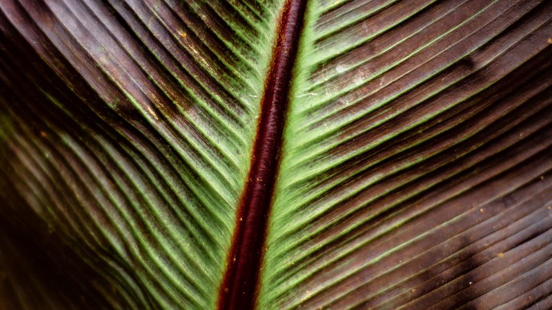 leaf, macro, stripes, plant, 4k