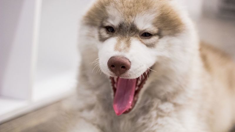 dog, muzzle, yawn, 4k