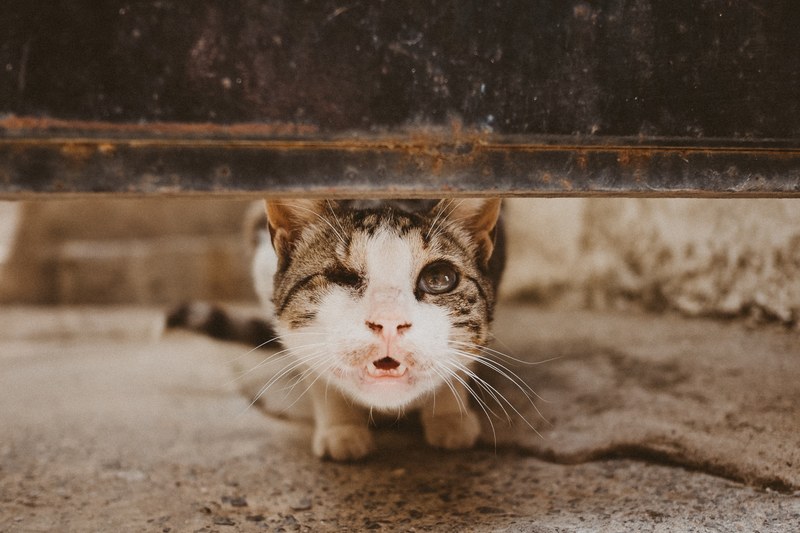 close up of a one eyed cat baring its teeth, one eyed kitty 4k