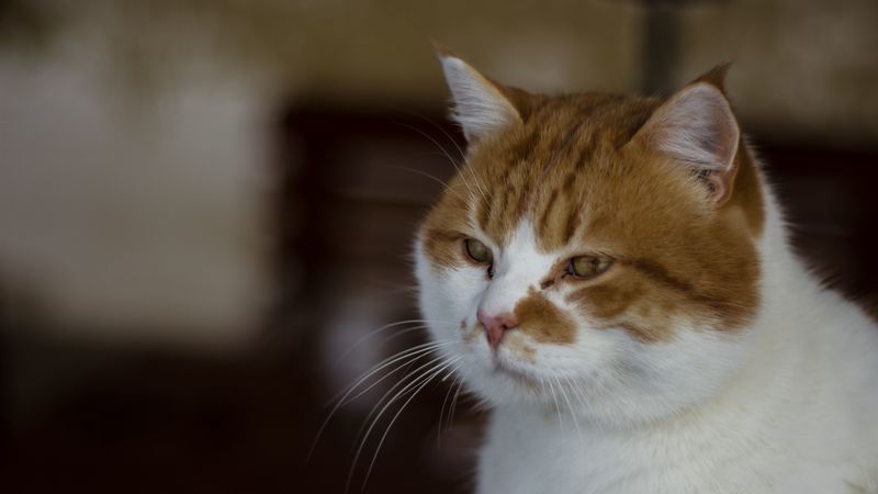 cat, muzzle, spotted, 4k
