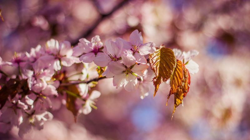 flowers, bloom, branch, blur, 4k