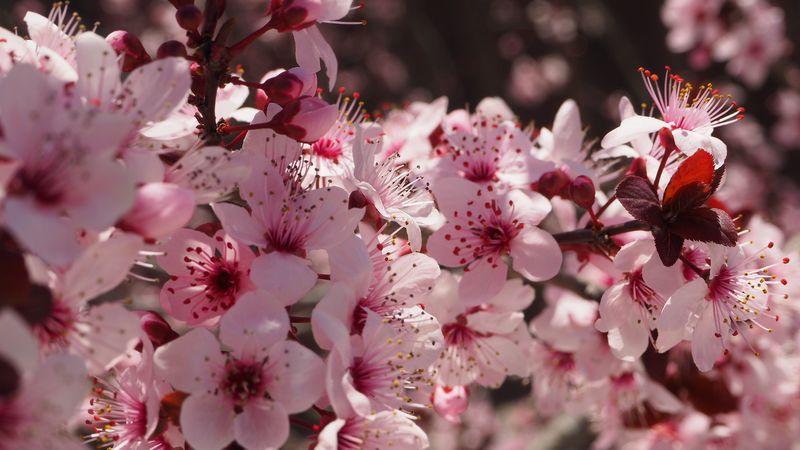 flowers, flowering, spring, pink, 4k