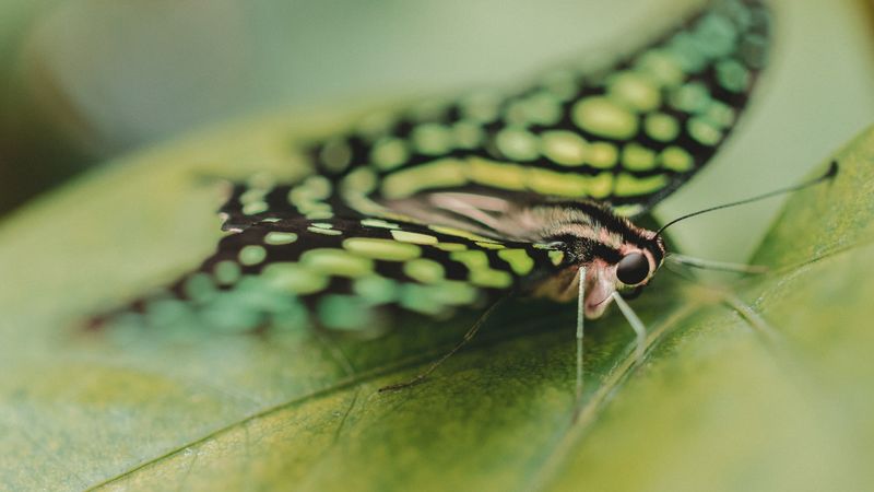 butterfly, close-up, eyes, 4k
