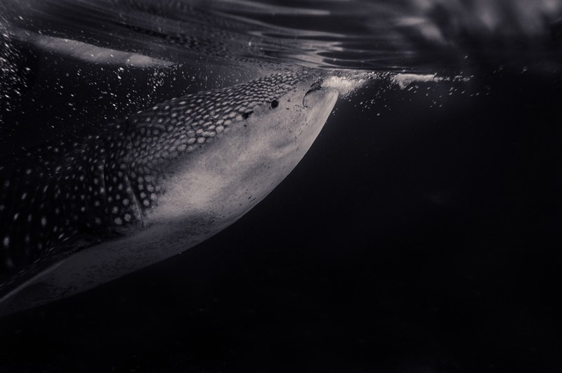 fish shark underwater and blakc and white 4k