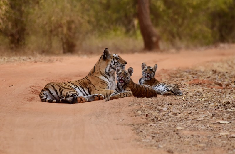 tiger and cubs lying on dusty dirt road with trees and bush bandhavgarh national park, bhairavi with cubs 4k