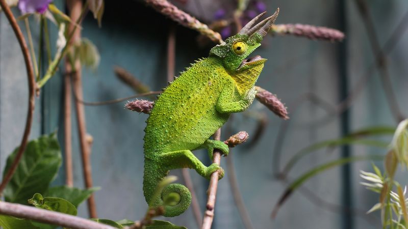 chameleon, reptile, branch, lizard, 4k