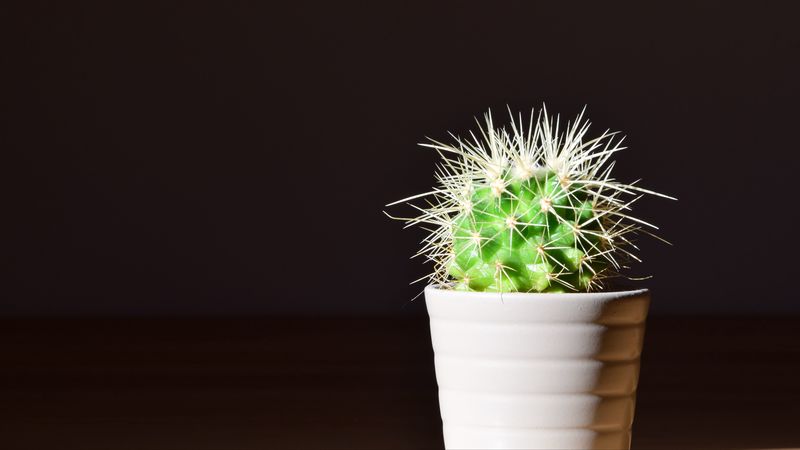 cactus, flower, thorns, houseplant, 4k