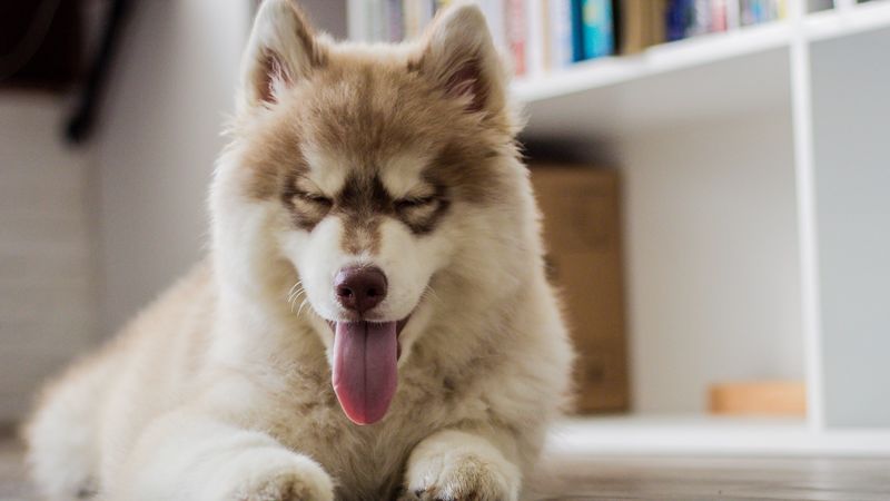 dog, protruding tongue, muzzle, 4k