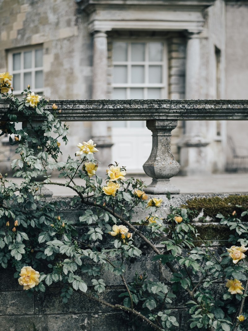 stone yellow rose rose and window hd, 4k