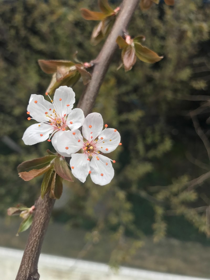 plant petal flower and color hd, 4k