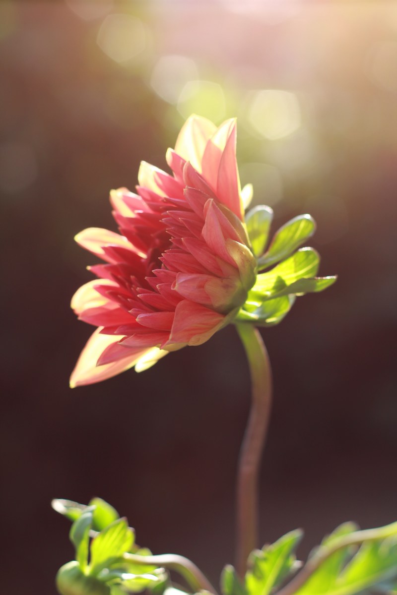 morning glory 4k