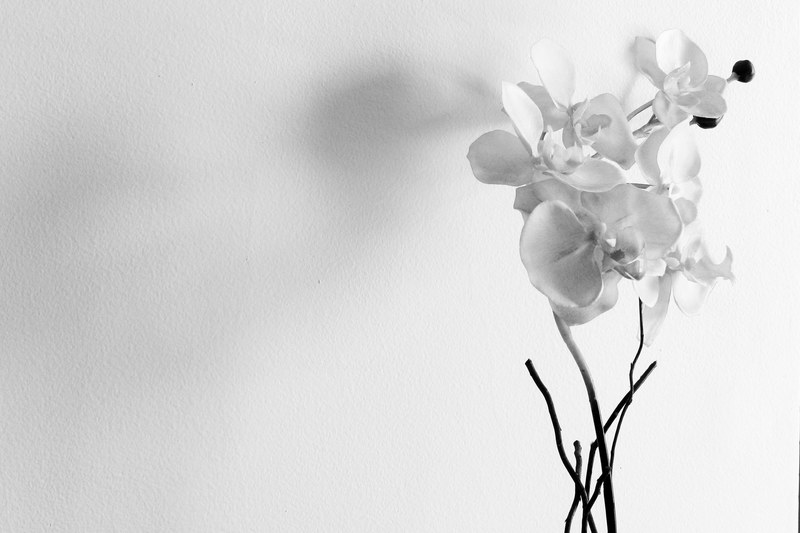 grey scale orchid and flower 4k