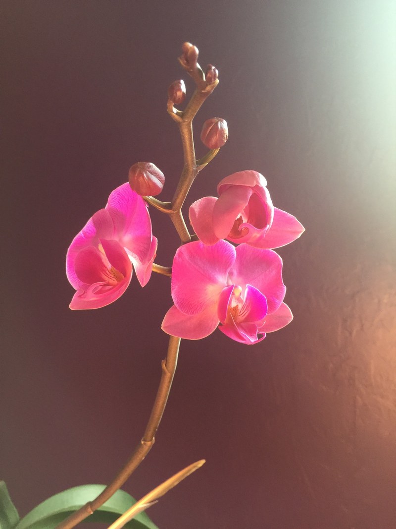 violet purple and orchid hd, 4k