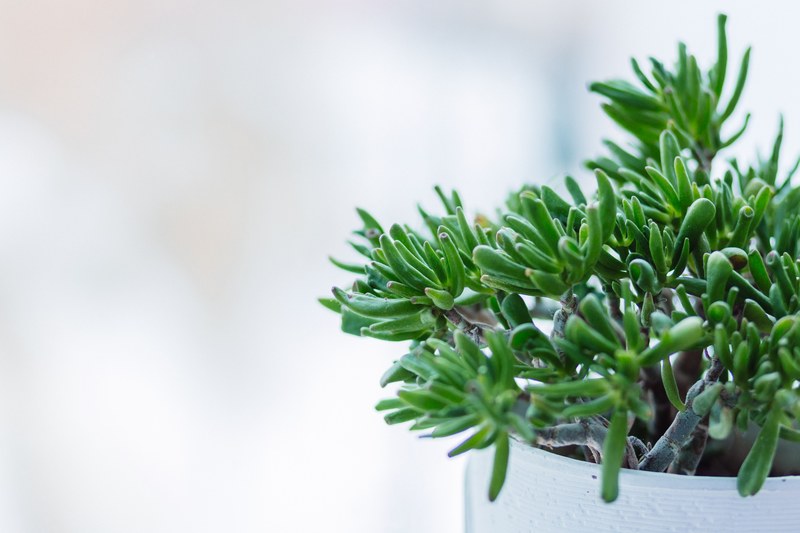 a succulent plant in a white pot in olsztyn, olsztyn succulent 4k