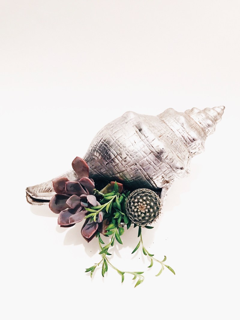florence succulent cactus arrangement 4k
