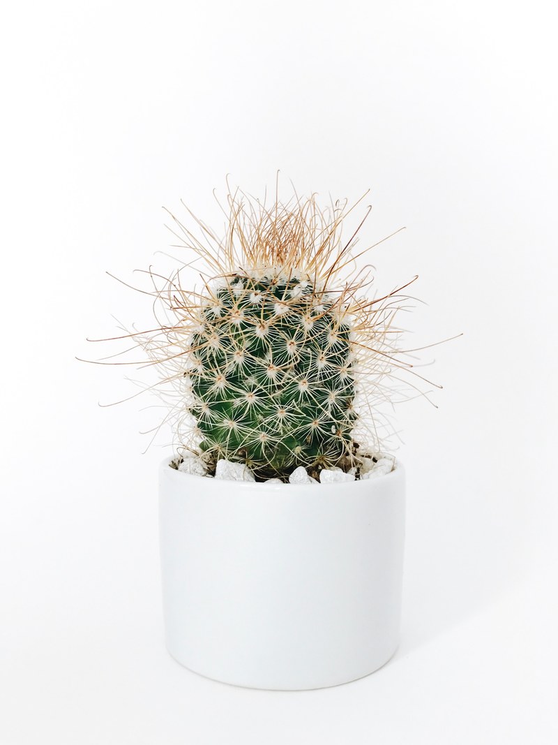 london cactus mini 4k