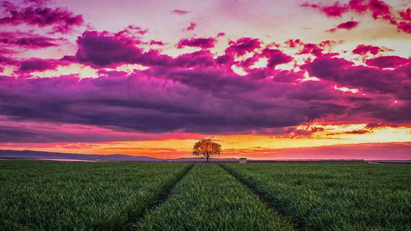 sunset, horizon, field, tree, grass, clouds, 4k