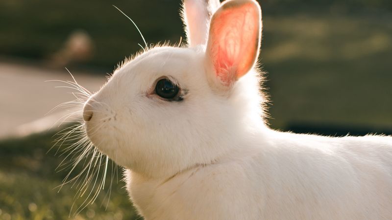 rabbit, hare, white, profile, 4k