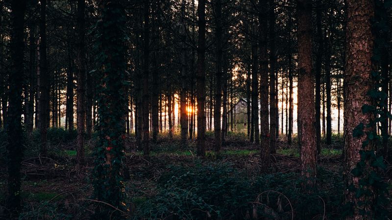 trees, grass, evening, 4k