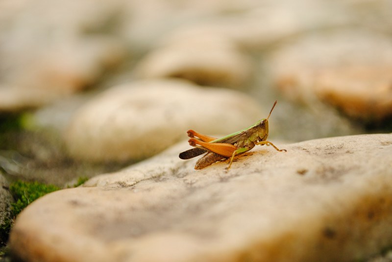 grasshopper perched on a slab of stone, jumping insect 4k