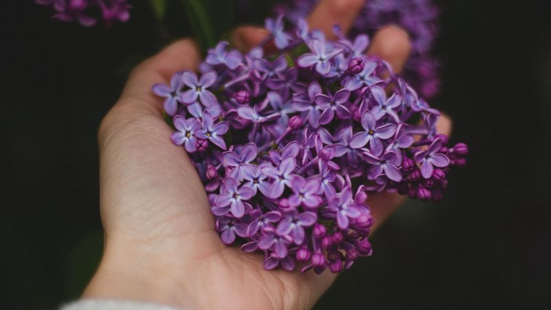 lilac, flowers, hand, 4k