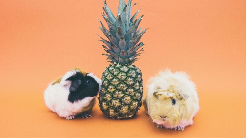 guinea pigs, pineapple, rodent, 4k