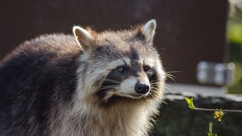 raccoon, muzzle, striped, 4k
