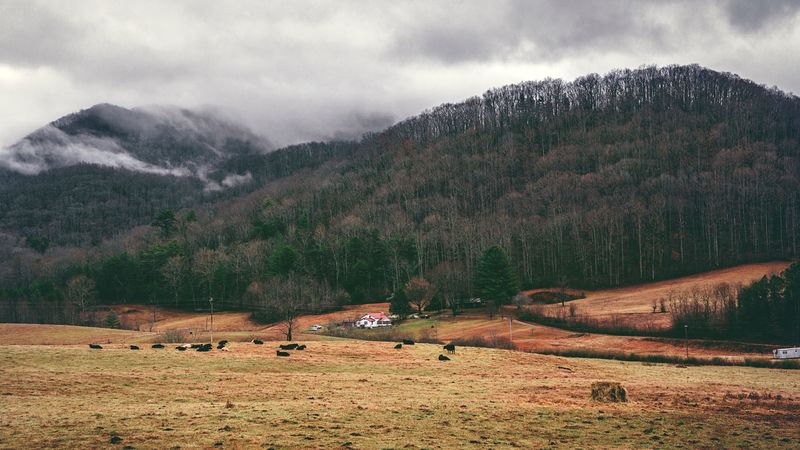 valley, mountains, grass, trees, fog, 4k