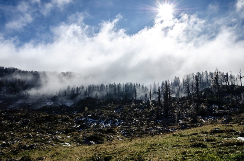 a wintry landscape of a forest covered in thick fog with sun shining through the clouds, desolate forest under clouds 4k