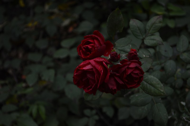 red forest dark and rose 4k