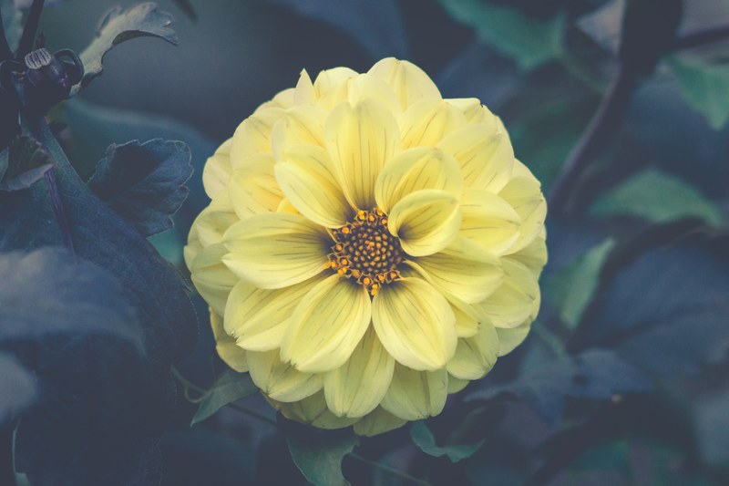 close up of a delicate yellow flower with a golden center, delicate yellow flower from above 4k