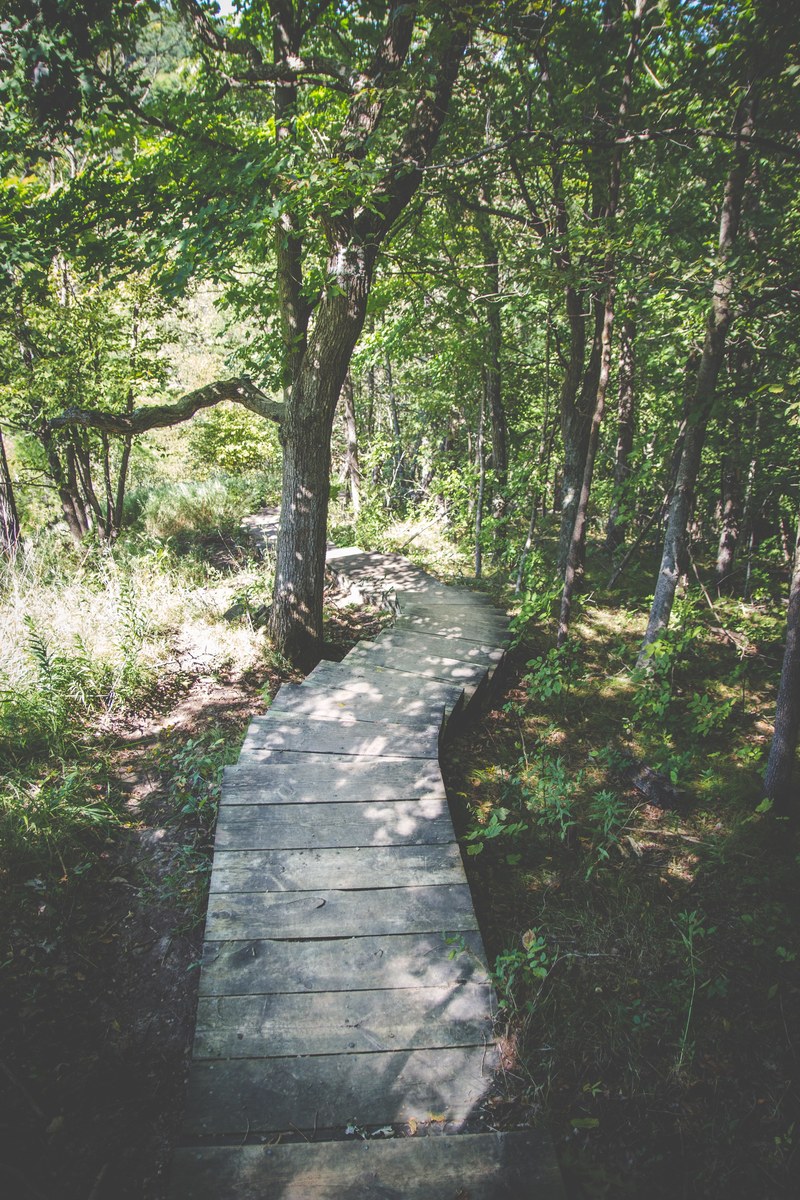 a wooden walkway through a forest, forest boardwalk 4k