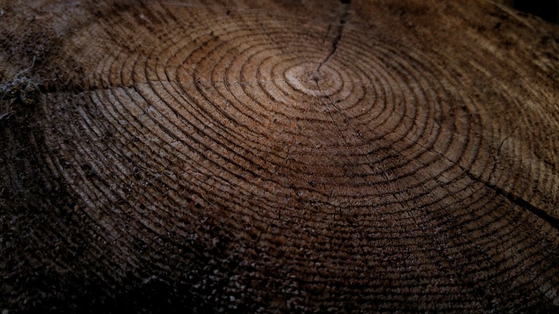 close up of growth rings in a thick tree stump, ancient stump 4k