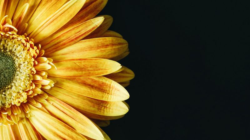 flower, petals, yellow, 4k