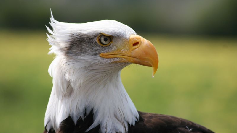 eagle, bird, predator, beak, 4k