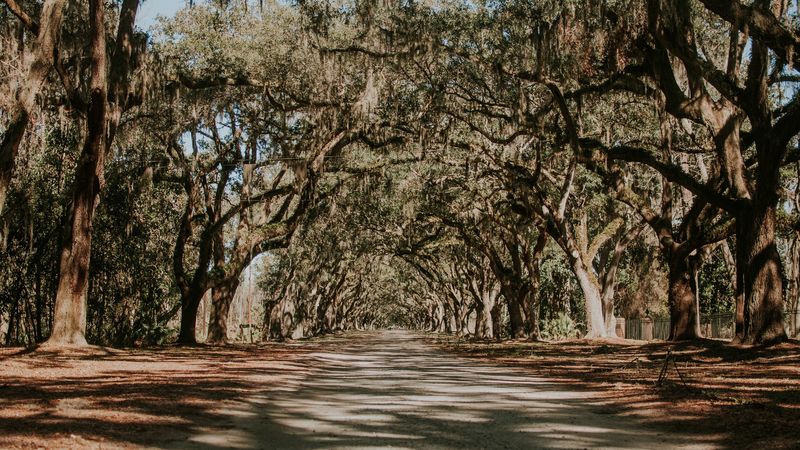 trees, park, shadow, road, 4k