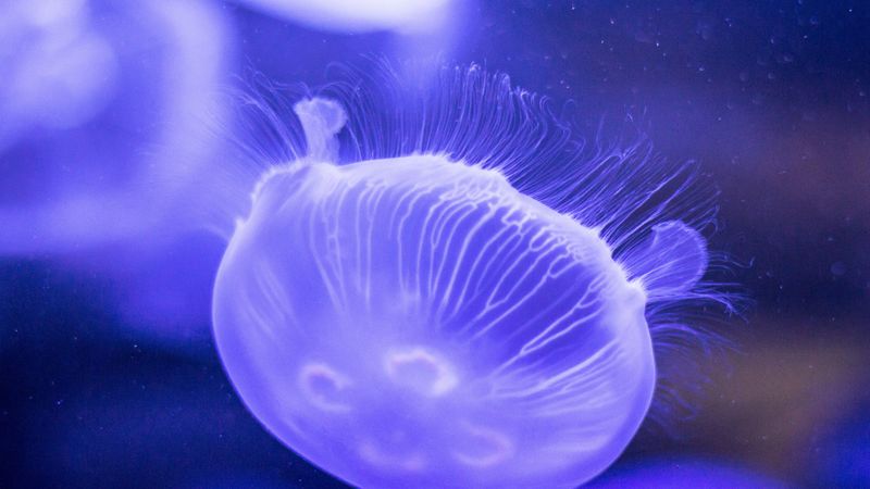 jellyfish, underwater, close-up, 4k
