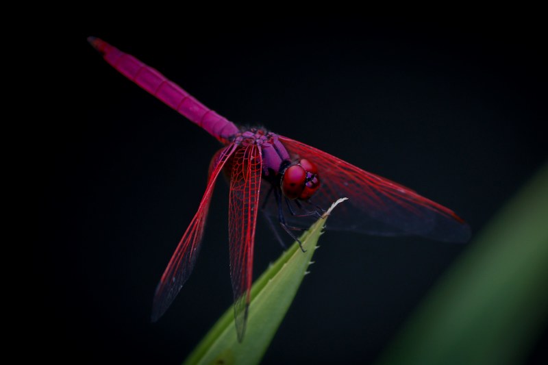 purple and pink dragonfly landing on a leaf, purple dragonfly 4k