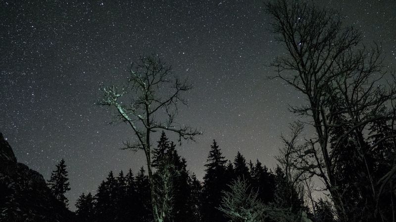 stars, night, sky, trees, 4k