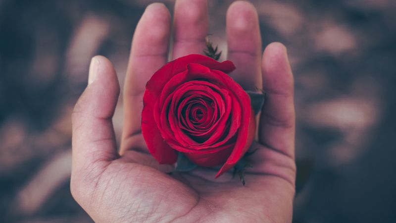 rose, hand, red, bud, 4k