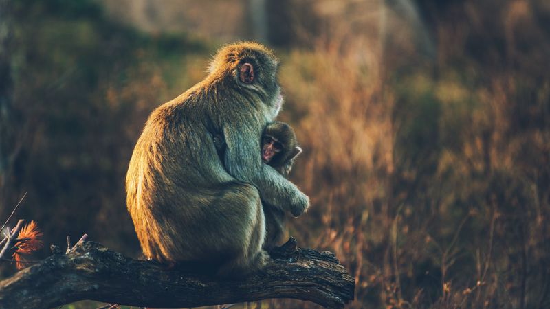 monkey, cub, care, 4k