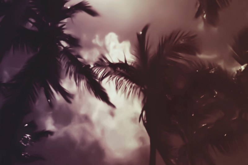 midnight palms 4k