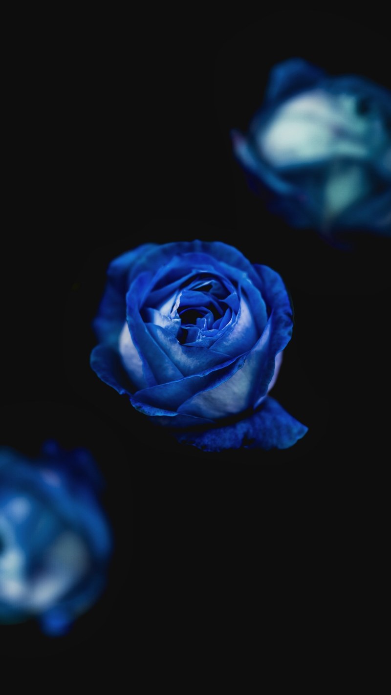 blue roses 4k