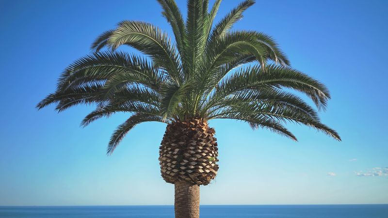 palm, tree, summer, 4k