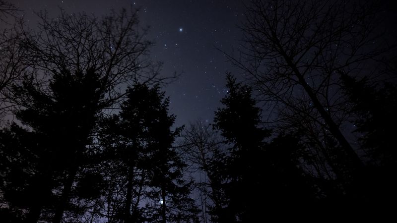 night, forest, starry sky, 4k