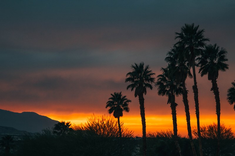 silhouette palm trees and bushes at dawn or dusk with a hill in the distance and an orange sky and cloud cover, palm trees and orange sky 4k