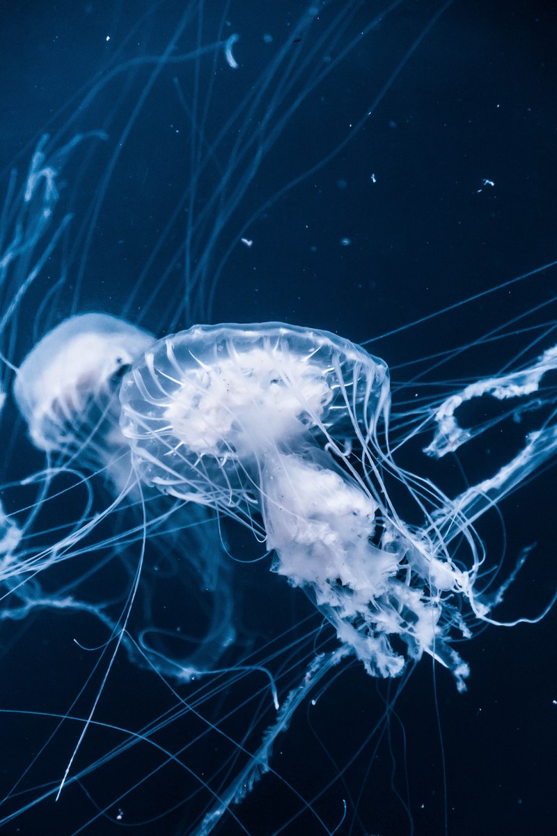 two jellyfish in a deep blue water, jellyfish underwater 4k