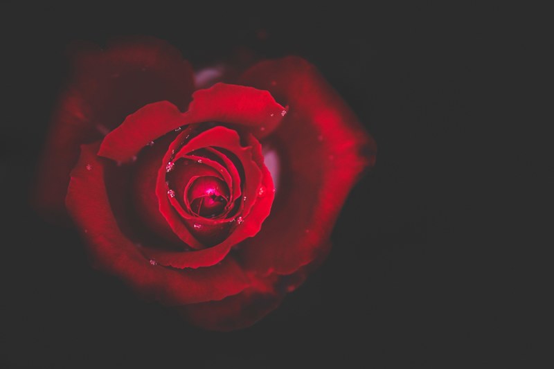 a close up of a deep red rose covered in dewdrops, dewdrops on a red rose 4k