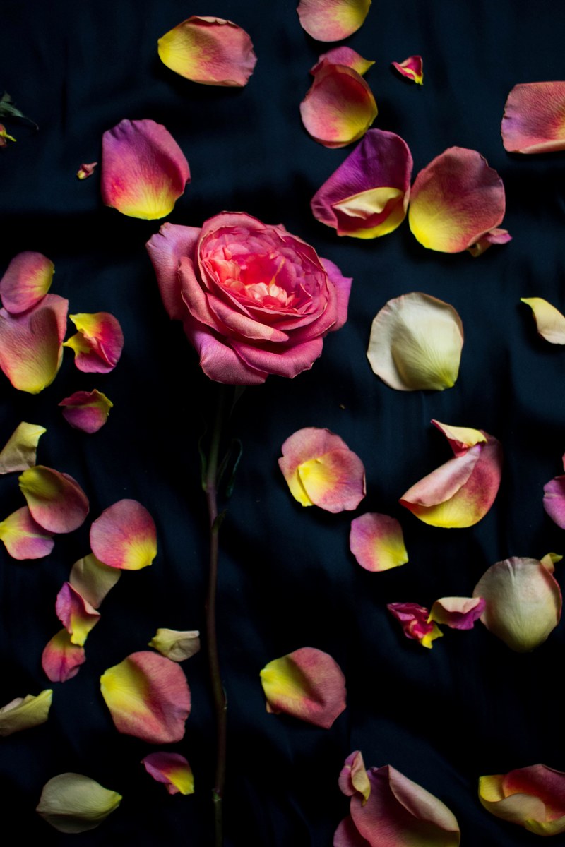 roses 4k