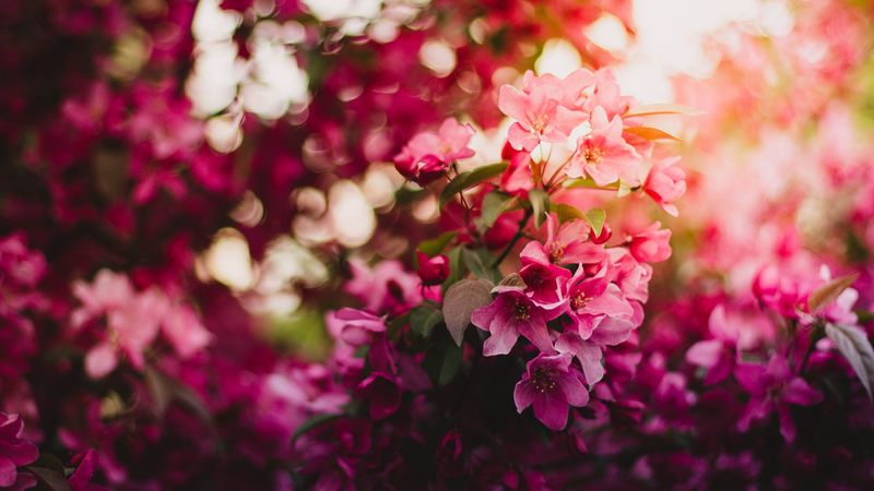 flowers, bloom, branch, light, 4k